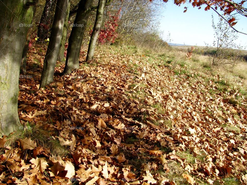 Autumn in the forest and fields