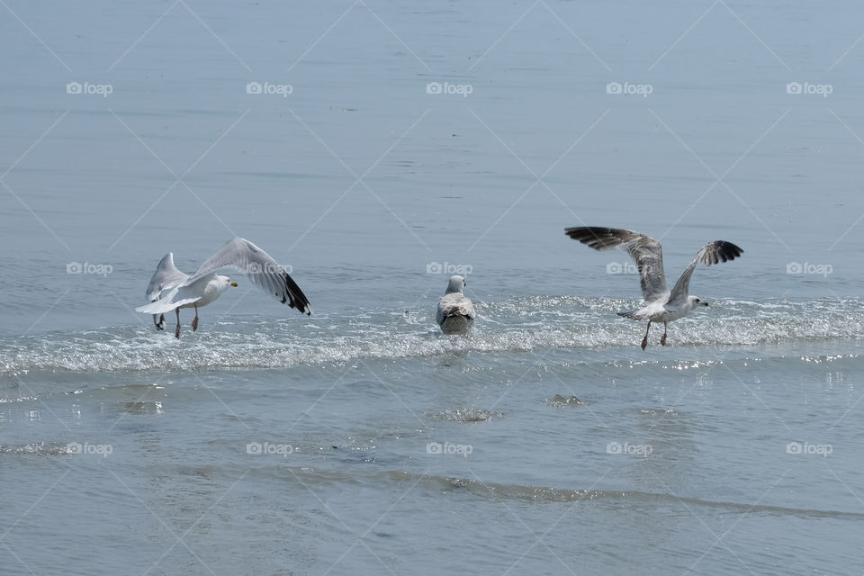 Seagulls
