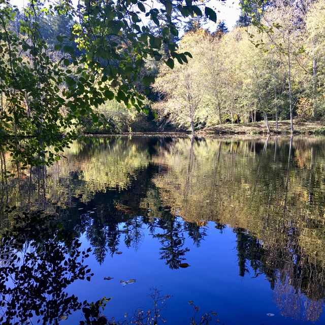 Fall Colors