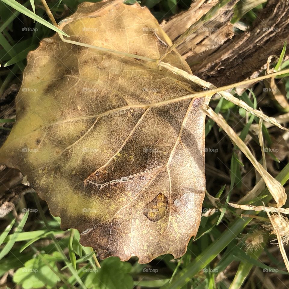 Crispy Leaf in the grass