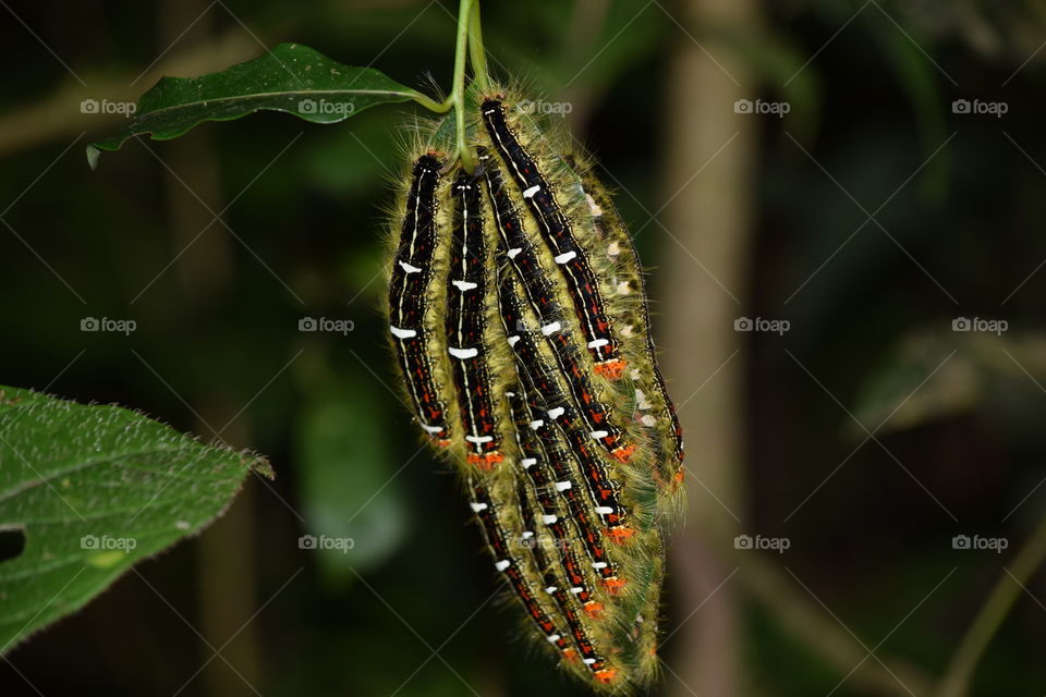 Caterpillars on leaf