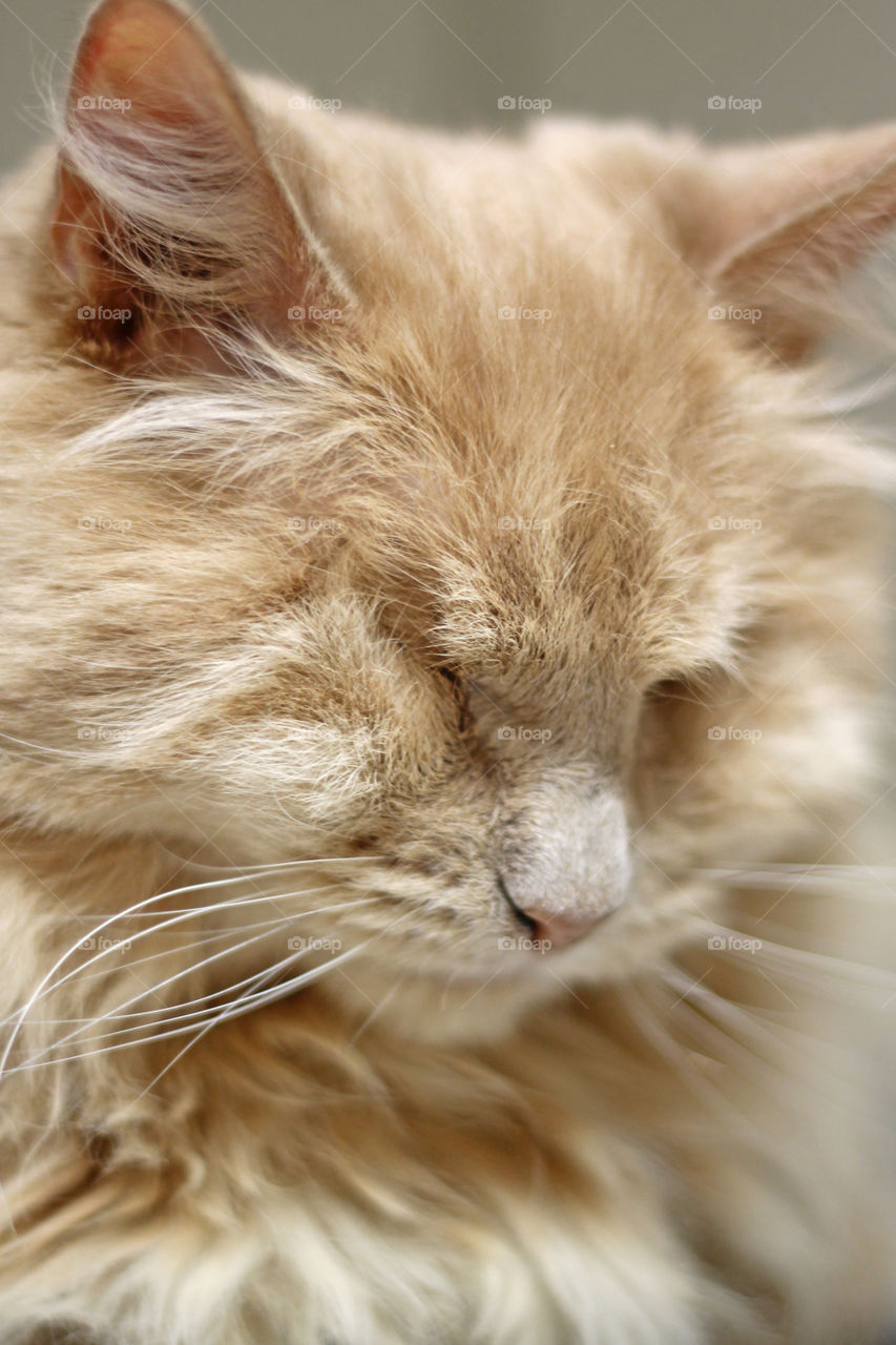Dottie, orange female cat, blind from glaucoma.