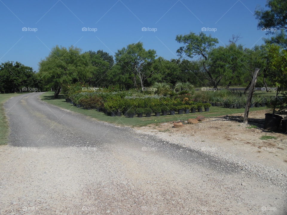 R and M nursery. This is a picture of some flowers 💐 that are growing up for sale at a nursery that I visited this last week