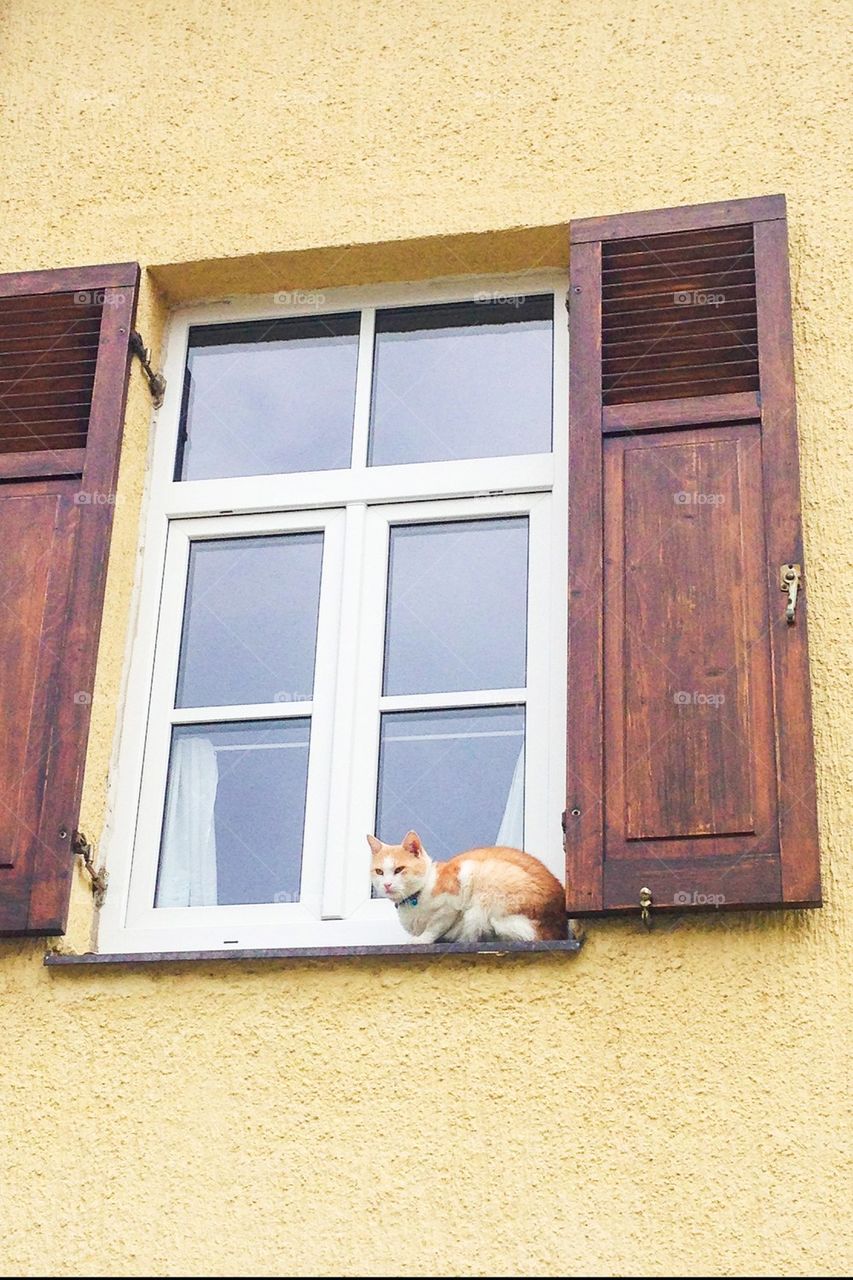 Cat on the windowsill