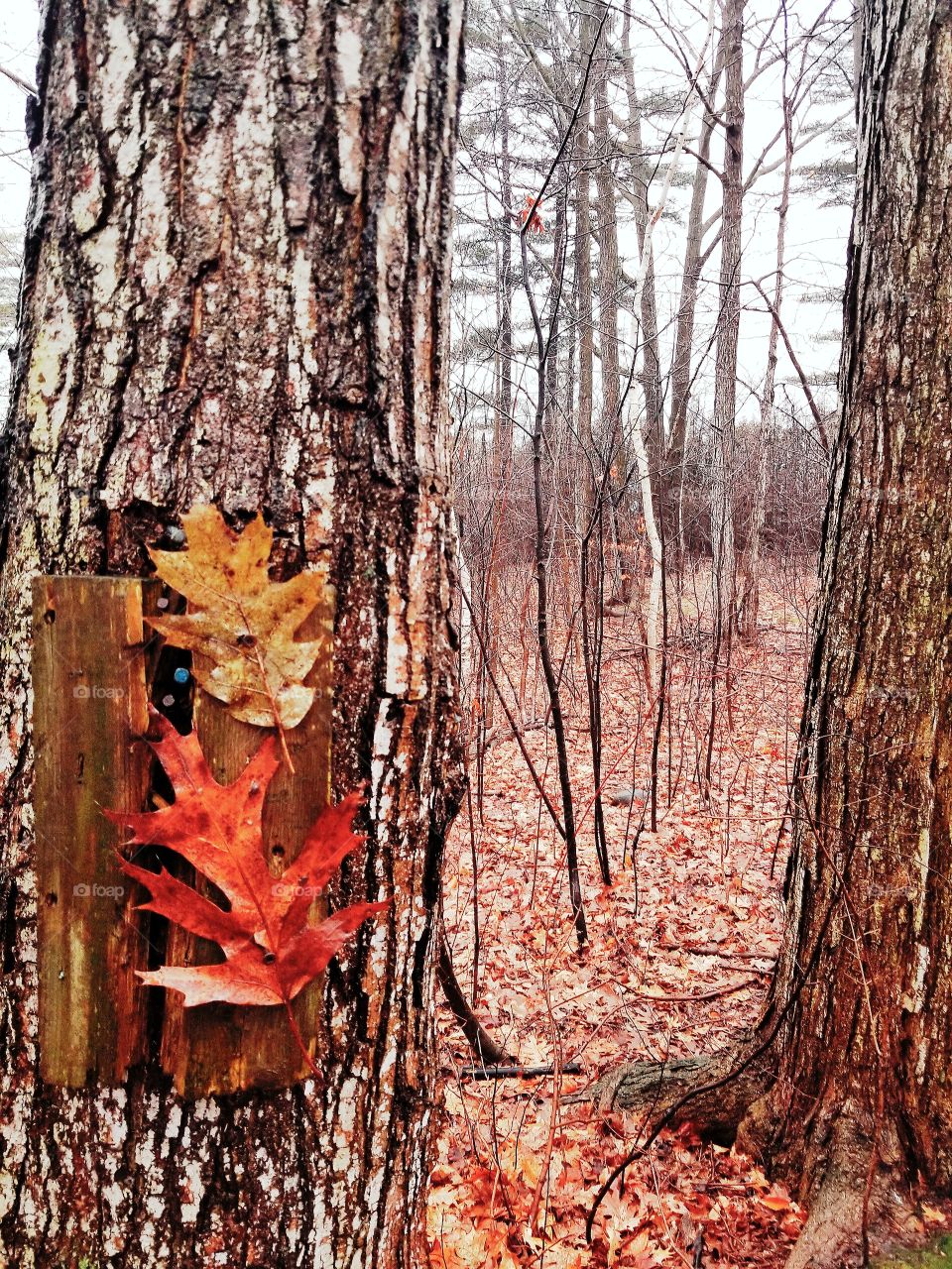 Winter trails