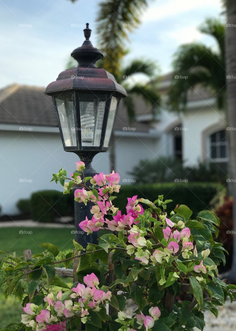 Lamppost and bougainvillea 