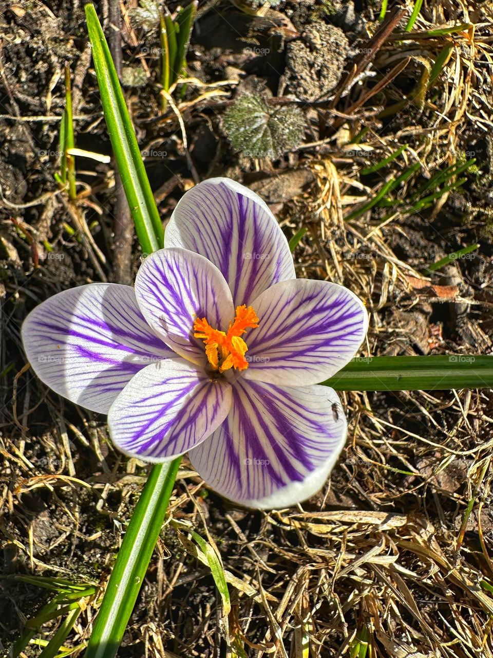 Colors of spring : single blooming crocus