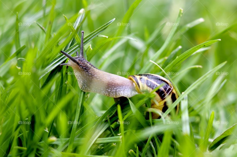 snail in the grass