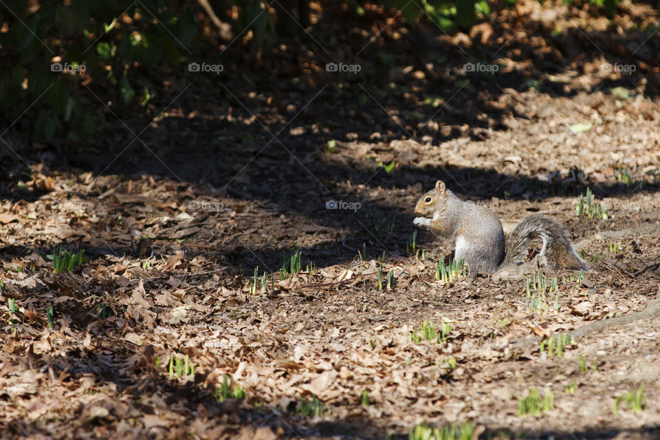 Squirrel in Central Park, New York City, USA.