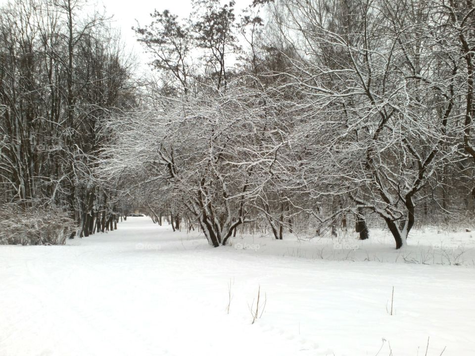 Winter, Snow, Frost, Cold, Frozen