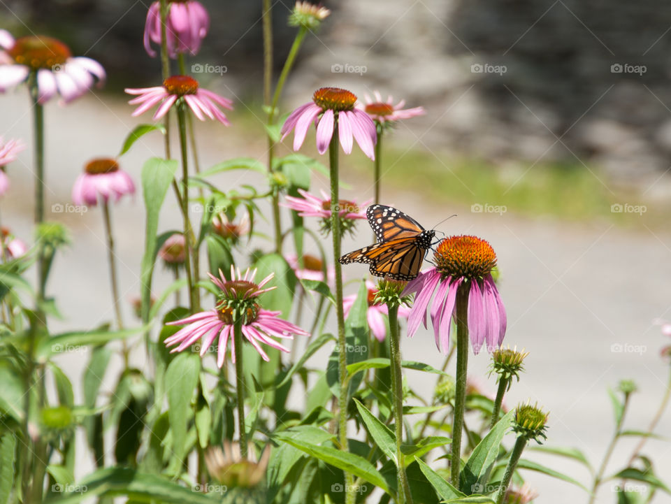 Monarch butterfly in the garden