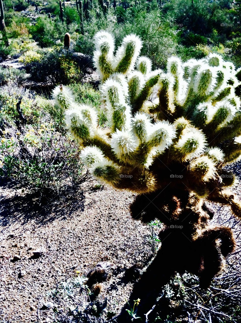 Green cactus in the desert