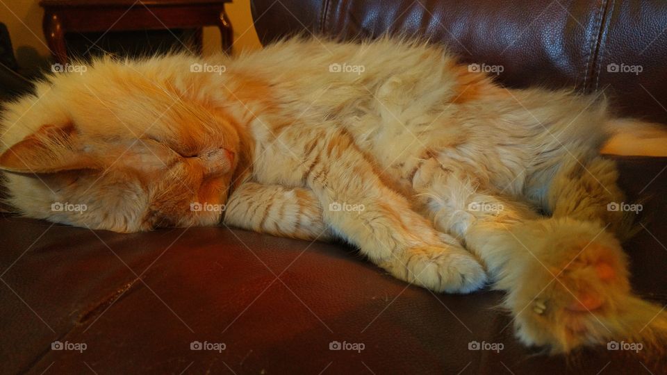 sleeping ginger cat