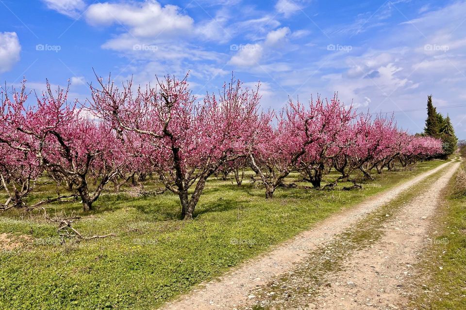 Peach trees 