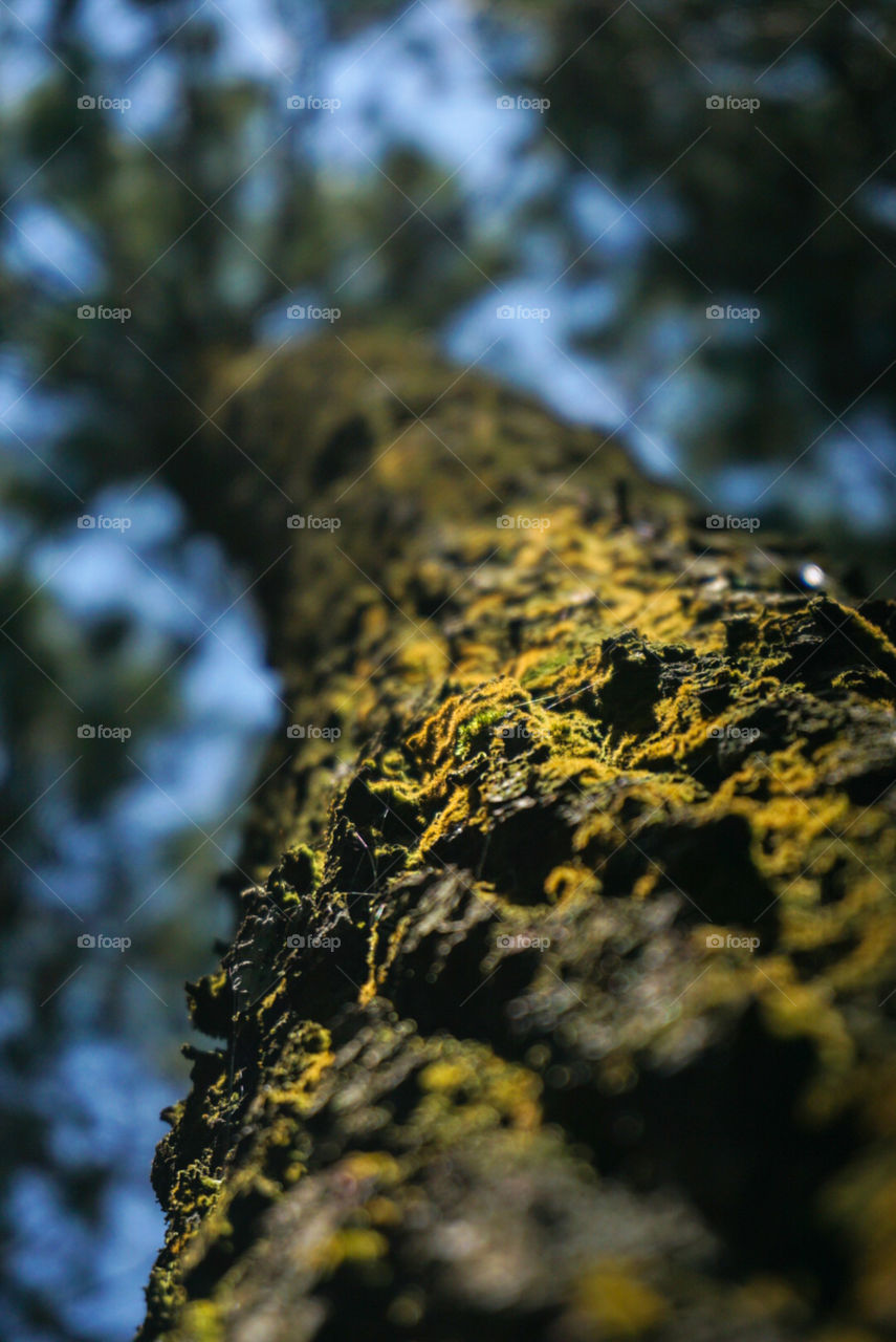 Mossy pine