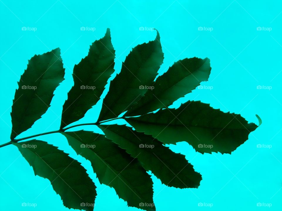 sky blue green leaf