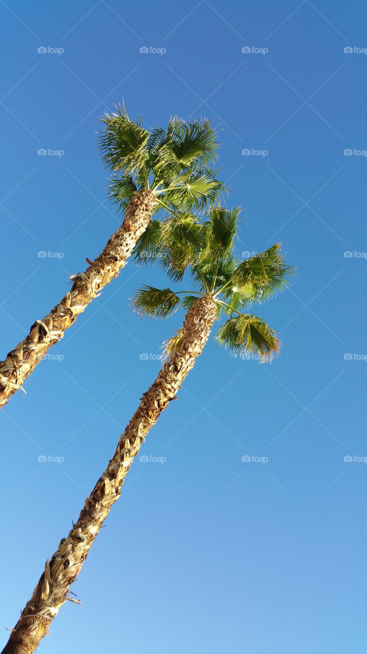 Palms