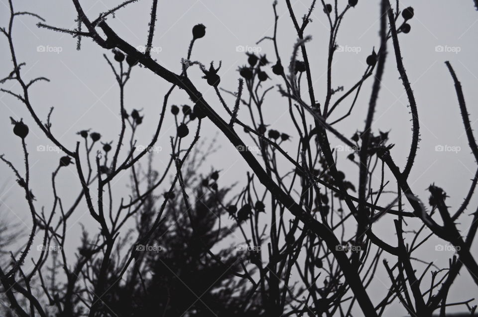 dogrose branches