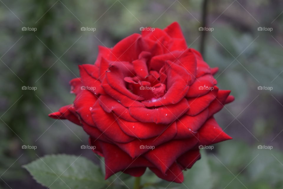 Red rose 