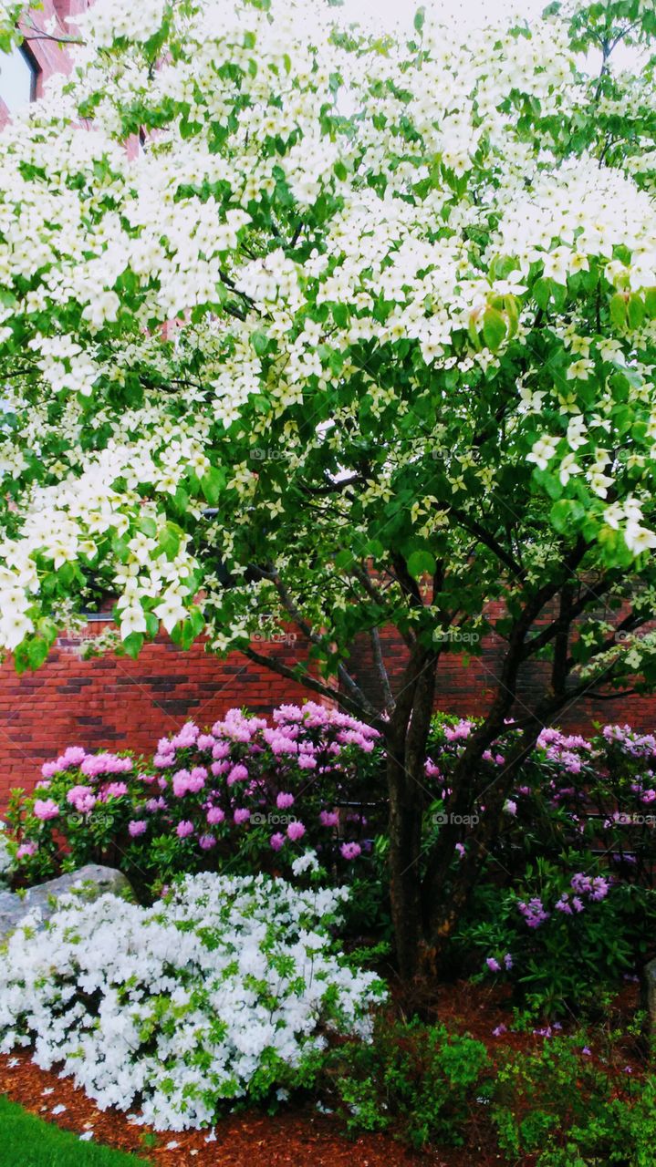 Flower, Flora, Garden, Season, Nature