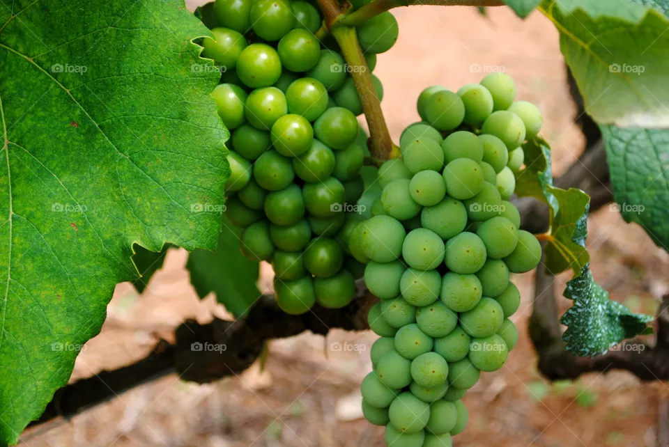 Grape