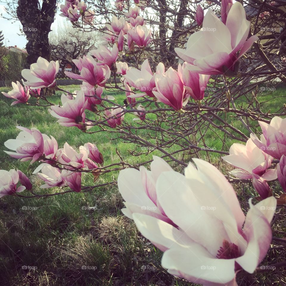 Magnolia 