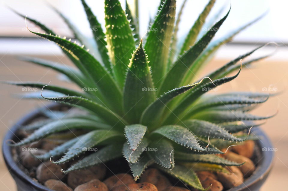 Aloe vera in a pot