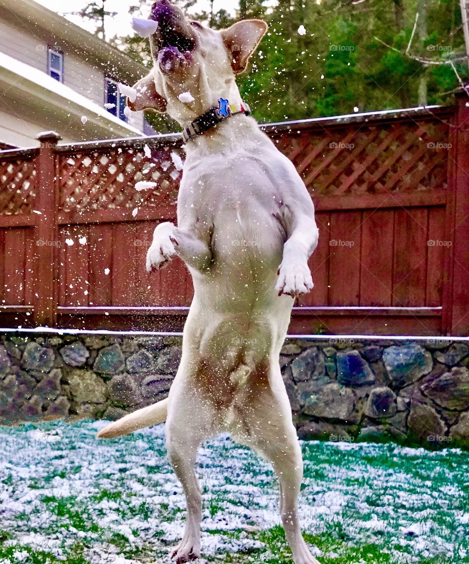 Labrador jumps high to catch snowball
