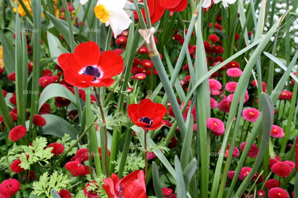 beautiful floral splendor