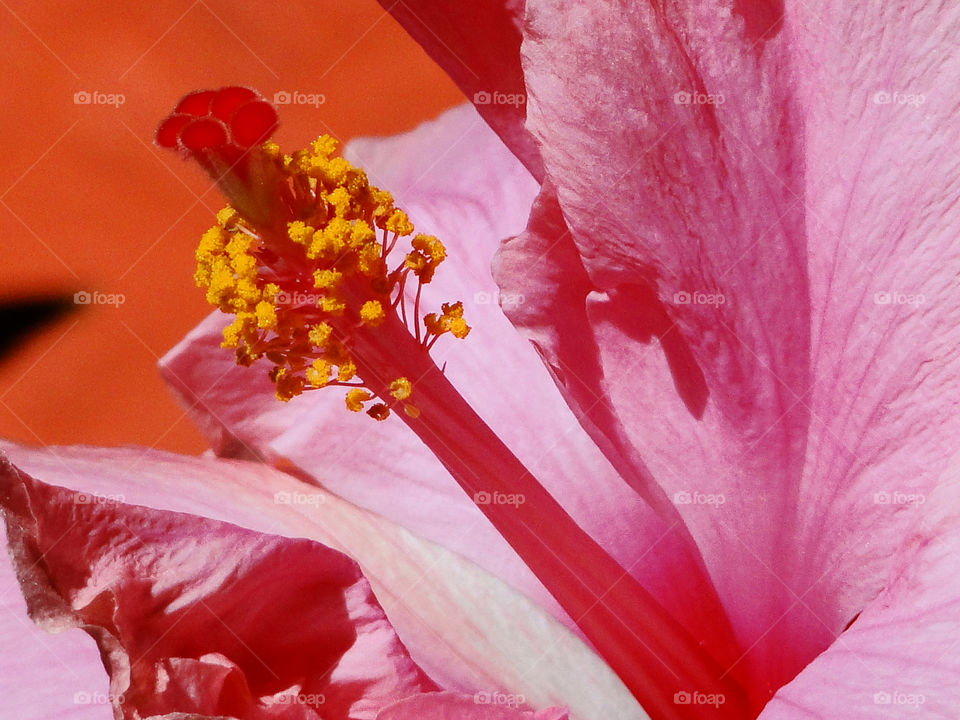 pollen pink florida hibiscus by wordfanne
