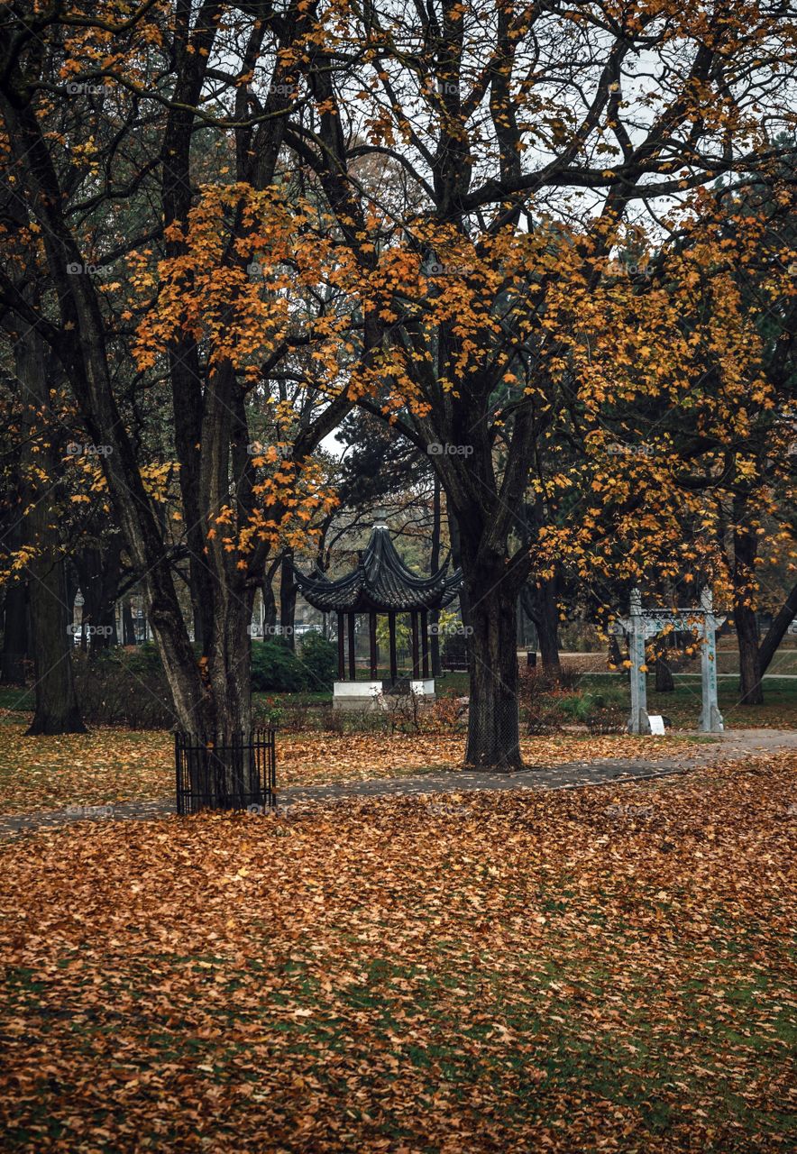 Autumn in the park