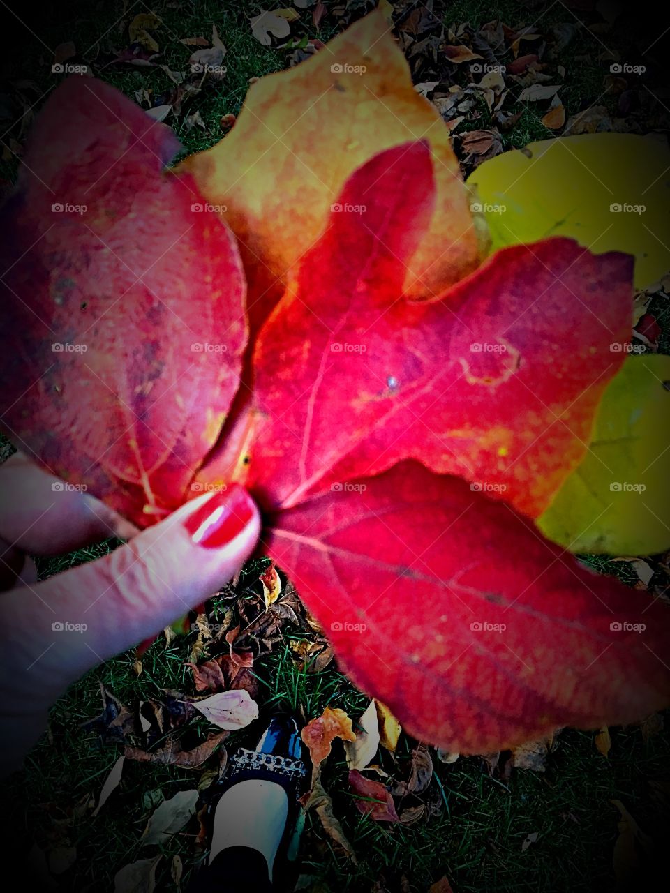 Autumn colours in Ontario. Colourful Autumn Leaves
