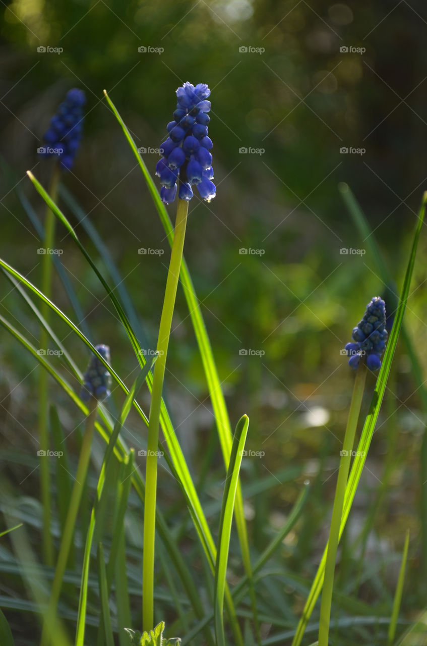 Four blue flowers in the evening light