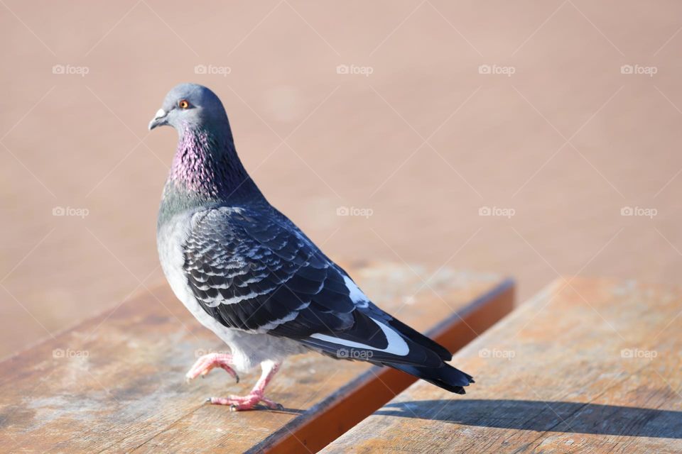 Pigeon on the tabletop 