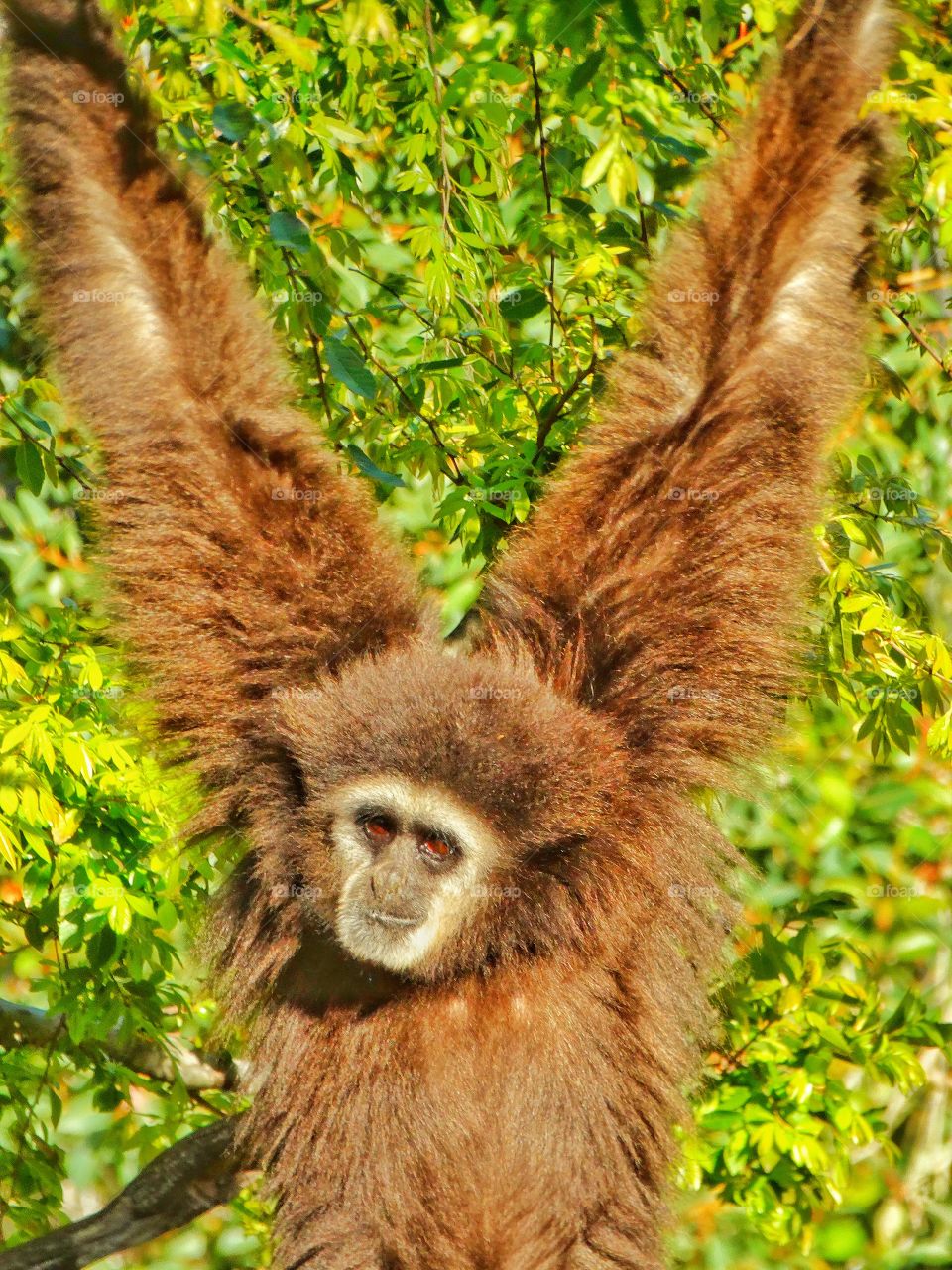 Gibbon Swinging Through Trees
