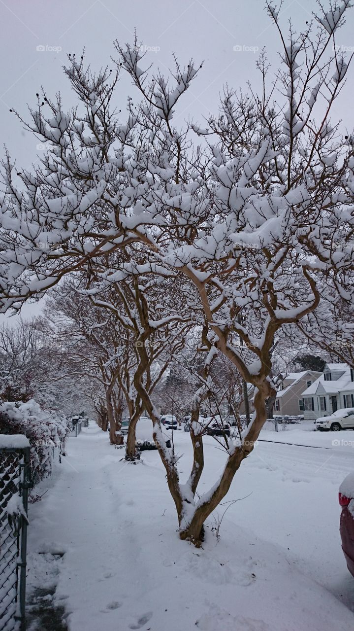 snow myrtle . a fluff of snow that slowed our move