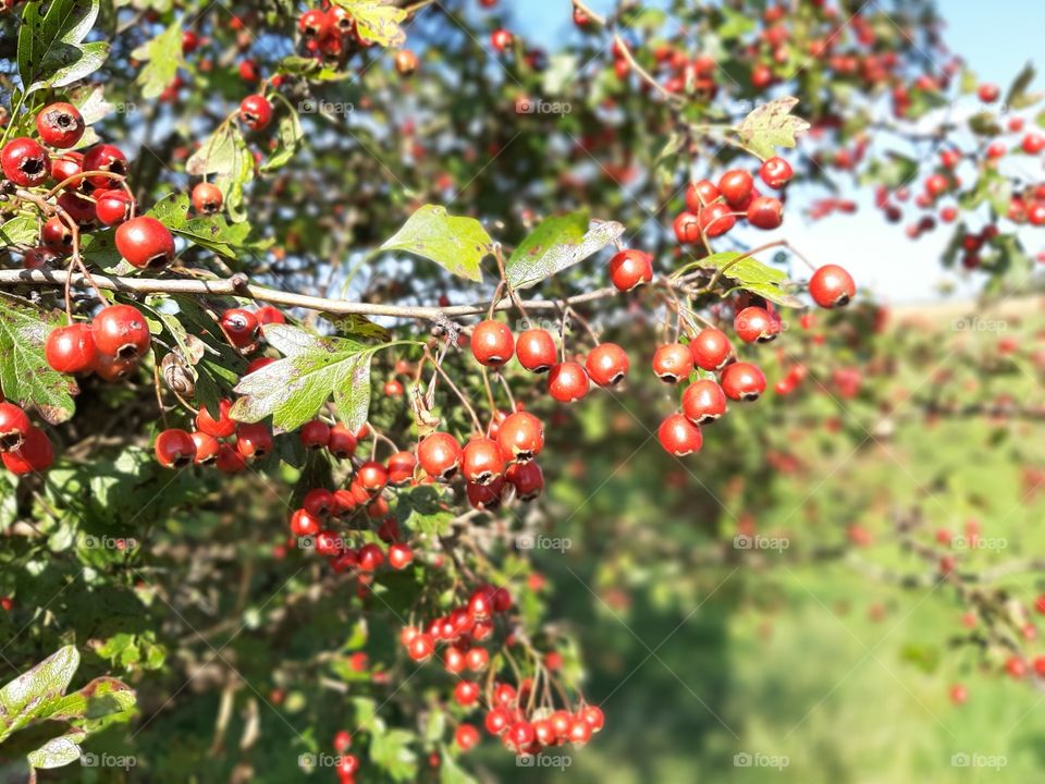 red hawthorn in late summer
