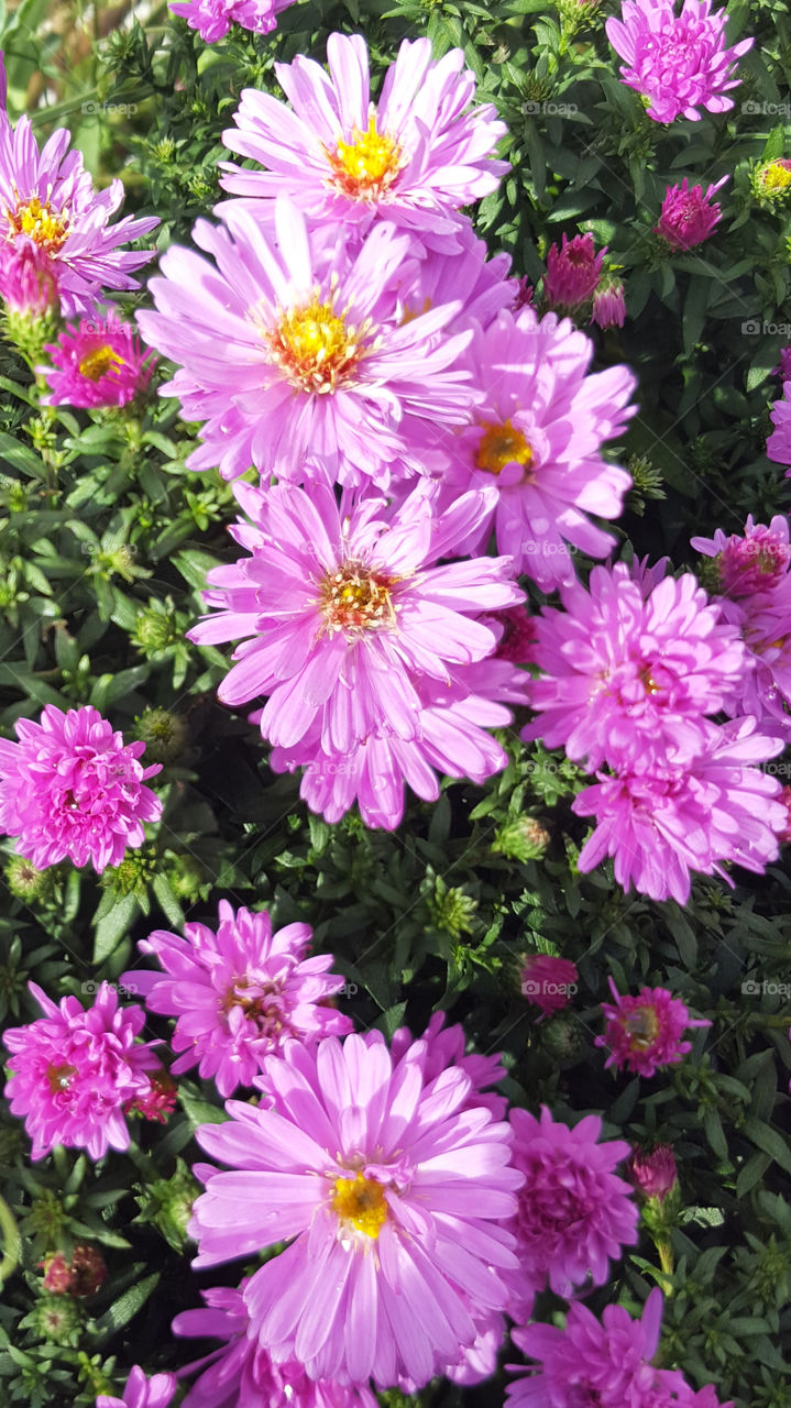 Overhead view of pink flowers