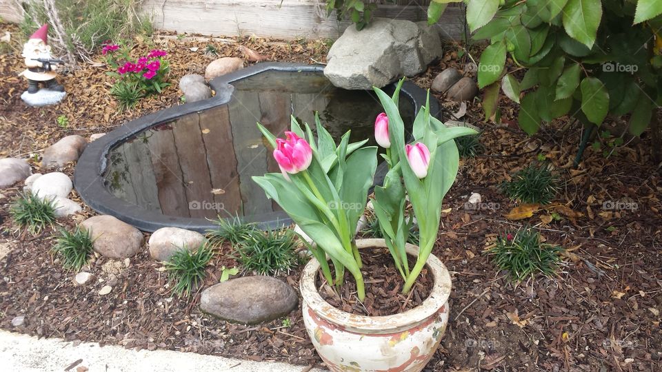 Garden, Flower, No Person, Leaf, Flora