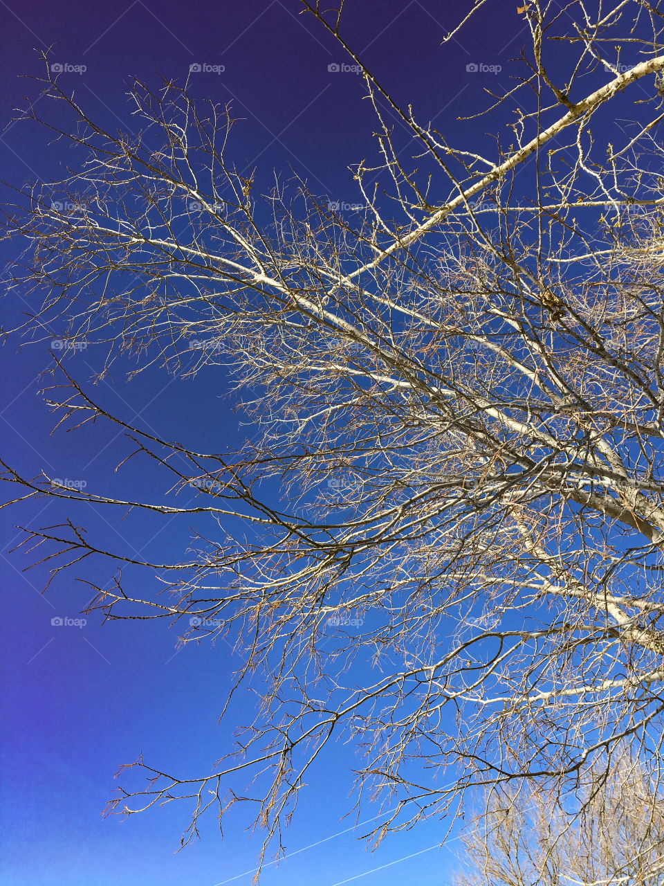 Blue Sky and Trees