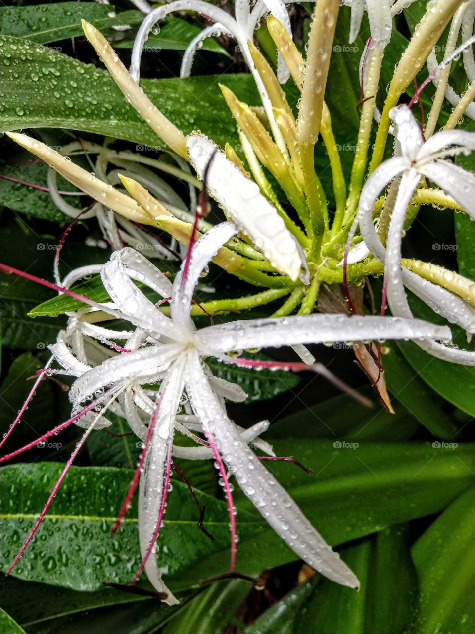 the white blooming flowers with raindrops after rain. so fresh and refined!