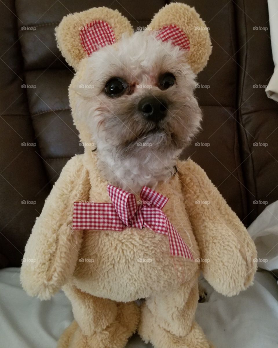 my teddybear
