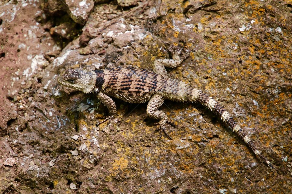 Crevice Spiny Lizard, New Mexico