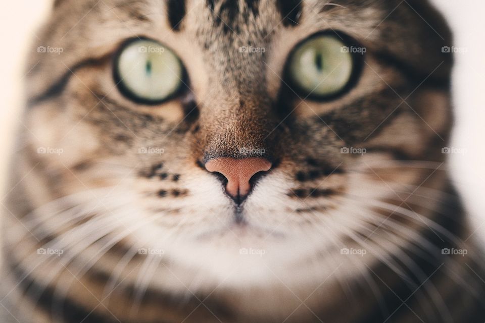 Beautiful portrait cat. Macro cat