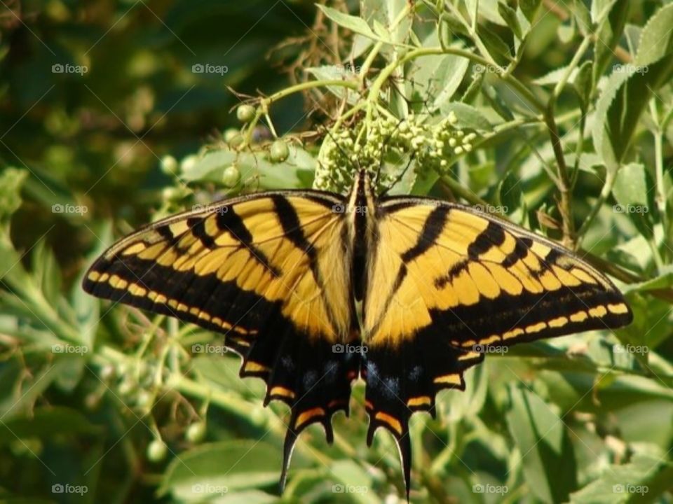Butterfly - Backyard