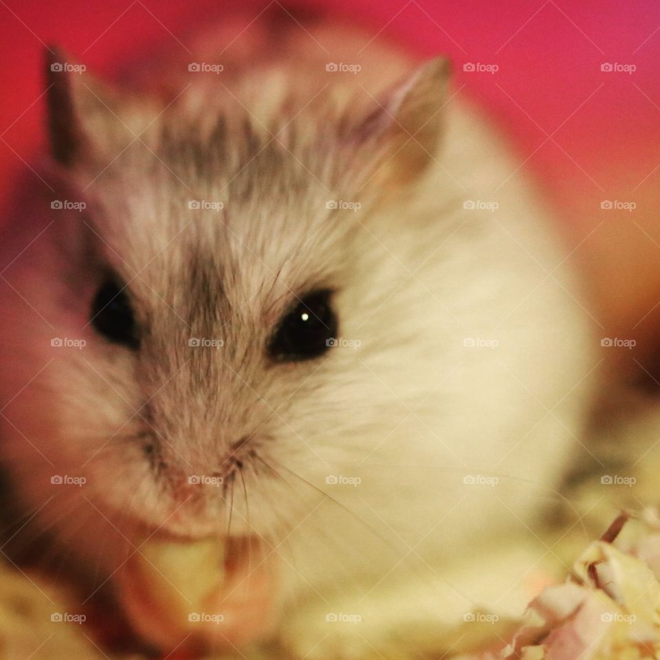 Winter White Hamster Eating