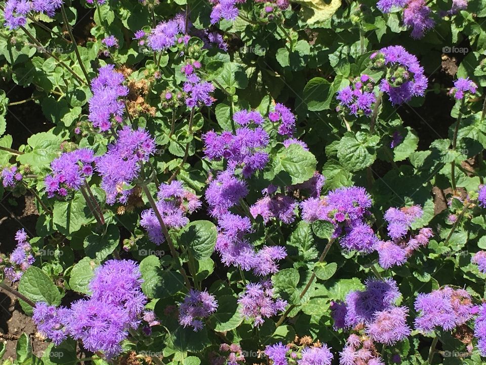Ageratum flowers