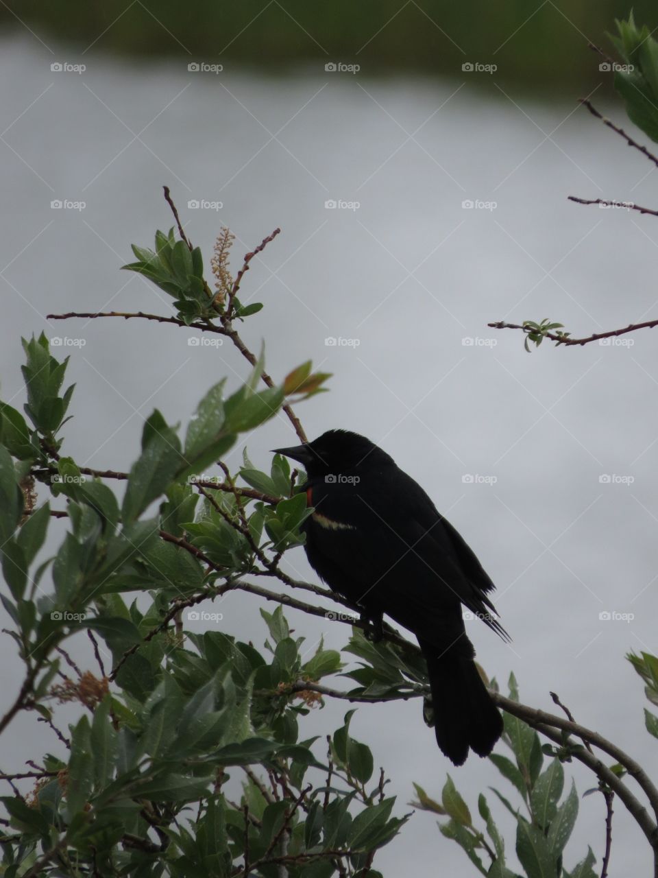 Red wing black bird, rainy day