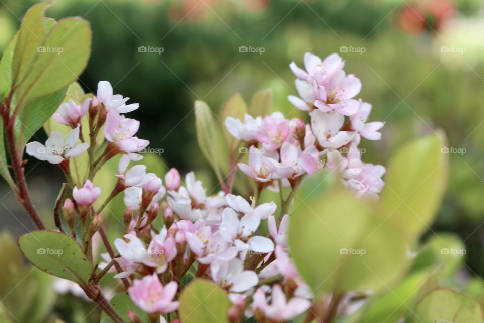 Blooming Indian Hawthorn 