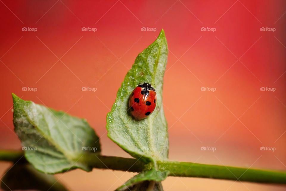 red ladybug in top of a green plant in front of a red background